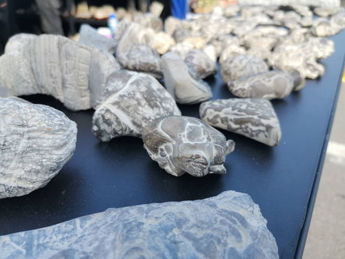 西安絲路杯全國觀賞石精品特色展開幕，全國電石藝術煥發(fā)新光彩