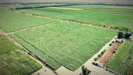 金豐源種業北疆分公司: 歡 迎 您 的 到 來 ~