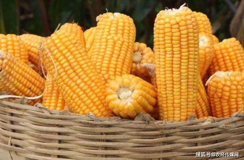 登海種業扭轉業績頹勢 玉米種業格局仍存變數