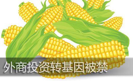 外商進(jìn)軍種業(yè)機(jī)制放寬,種子行業(yè)擔(dān)心的問題快來(lái)看看