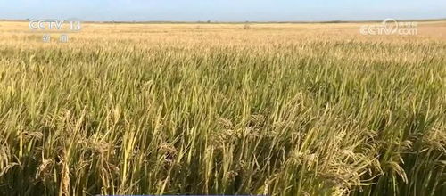 我國種業振興行動取得階段性成效，初步摸清資源家底