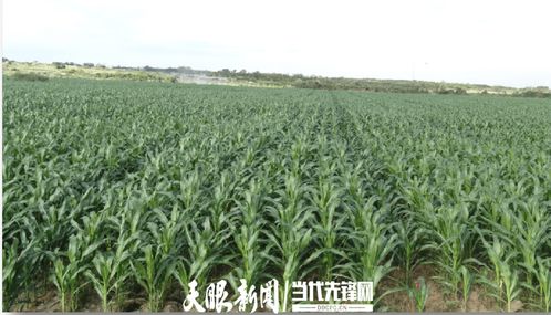 農發行花溪支行發放600萬元貸款，助力種業小微企業實現育繁推一體化產業建設