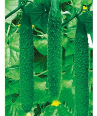 山東濰坊惠農種業 科技興農，良種先行——產品展示與種業發展新篇章